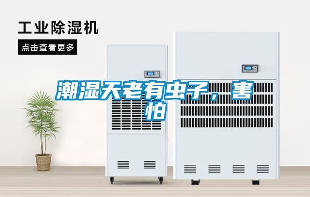 潮濕天老有蟲子，害怕