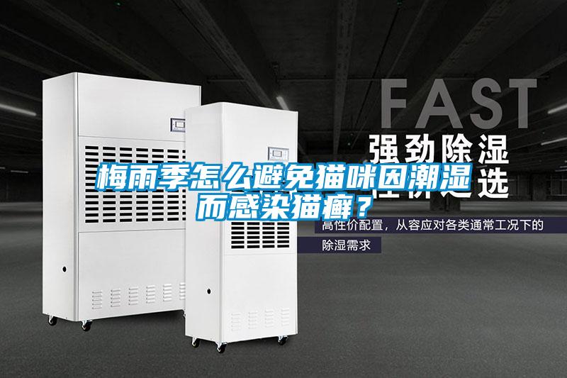 梅雨季怎么避免貓咪因潮濕而感染貓癬？