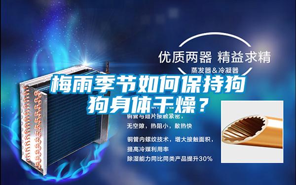 梅雨季節(jié)如何保持狗狗身體干燥？